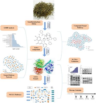 A Novel Systems Pharmacology Method to Investigate Molecular Mechanisms of <mark class="highlighted">Scutellaria barbata D. Don</mark> for Non-small Cell Lung Cancer